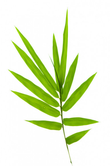 Бамбуковый лист, кг