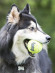 KONG игрушка для собак Air "Теннисный мяч" с канатом средний