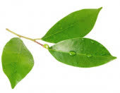 Лист Лайма, кг Лист Лайма, кг