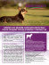 Gemon Dog Medium корм для взрослых собак средних пород ягненок с рисом 15 кг