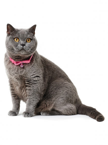 Hunter Smart ошейник для кошек Neon нейлон розовый