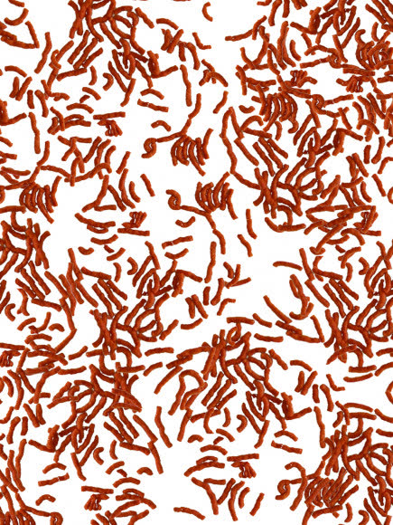 TetraBetta LarvaSticks корм в форме мотыля для петушков и других лабиринтовых рыб 100 мл TetraBetta LarvaSticks корм в форме мотыля для петушков и других лабиринтовых рыб 100 мл