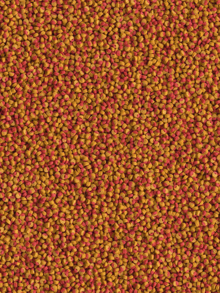 TetraCichlid Colour Mini корм для всех видов цихлид для улучшения окраса 500 мл TetraCichlid Colour Mini корм для всех видов цихлид для улучшения окраса 500 мл