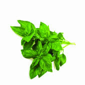 Базилик Зеленый, кг Базилик Зеленый, кг