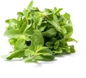 Мята Свежая, кг Мята Свежая, кг