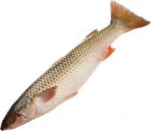 Кефаль охлажденная, кг