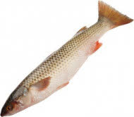 Кефаль охлажденная, кг