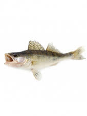 Судак охлажденный, кг