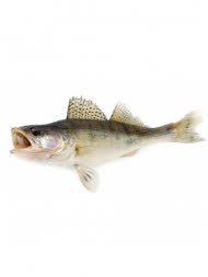 Судак охлажденный, кг