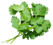 Кинза, кг Кинза, кг