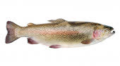 Форель радужная охлажденная 2+, кг
