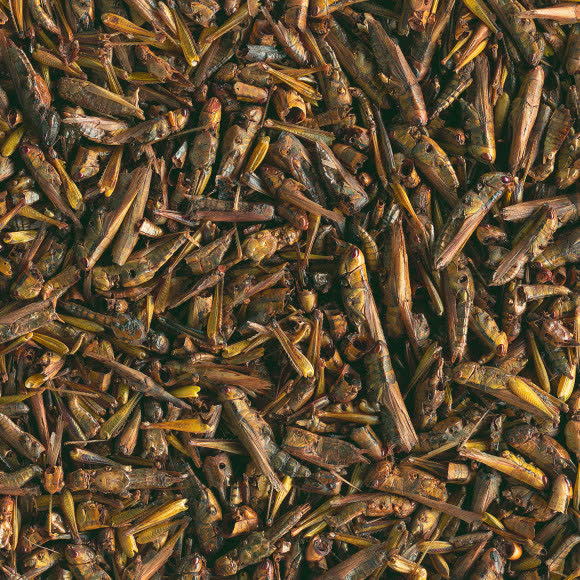 Tetra ReptoDelica Grasshoppers лакомство для водных черепах (кузнечики) 250 мл Tetra ReptoDelica Grasshoppers лакомство для водных черепах (кузнечики) 250 мл