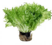 Салат Фриллис, кг Салат Фриллис, кг