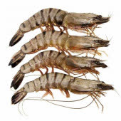 Креветки тигровые черные с/м с/г 16/20 Бангладеш 1кг Креветки тигровые черные с/м с/г 16/20 Бангладеш 1кг