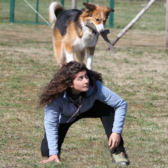 BAMA PET игрушка для собак палочка TUTTO MIO 37см, резиновая, цвета в ассортименте BAMA PET игрушка для собак палочка TUTTO MIO 37см, резиновая, цвета в ассортименте