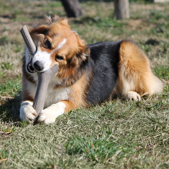 BAMA PET игрушка для собак палочка TUTTO MIO 37см, резиновая, цвета в ассортименте BAMA PET игрушка для собак палочка TUTTO MIO 37см, резиновая, цвета в ассортименте