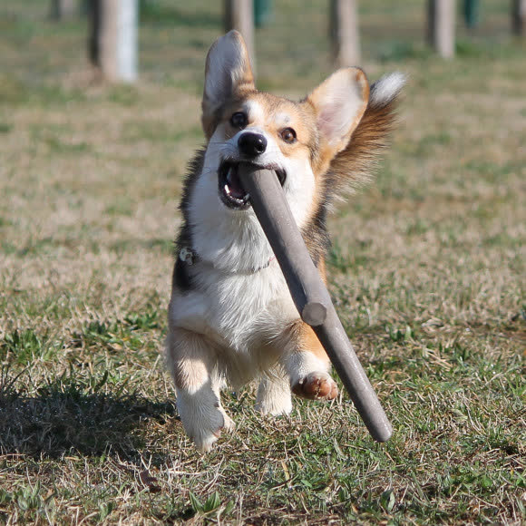 BAMA PET игрушка для собак палочка TUTTO MIO 37см, резиновая, цвета в ассортименте BAMA PET игрушка для собак палочка TUTTO MIO 37см, резиновая, цвета в ассортименте