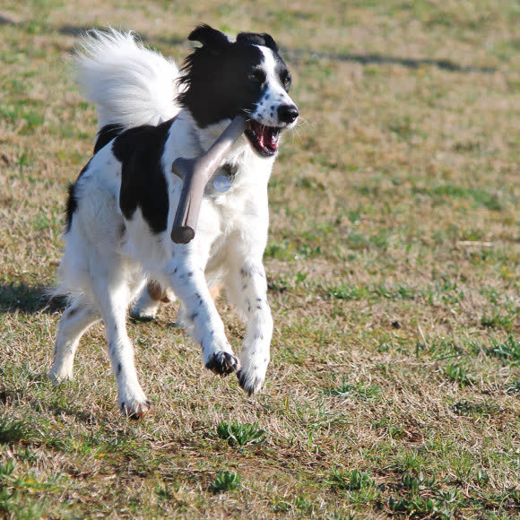 BAMA PET игрушка для собак палочка TUTTO MIO 37см, резиновая, цвета в ассортименте BAMA PET игрушка для собак палочка TUTTO MIO 37см, резиновая, цвета в ассортименте