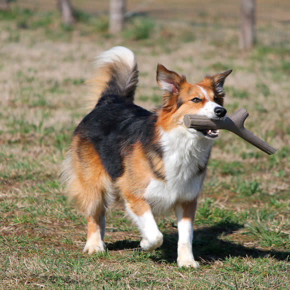 BAMA PET игрушка для собак палочка TUTTO MIO 37см, резиновая, цвета в ассортименте BAMA PET игрушка для собак палочка TUTTO MIO 37см, резиновая, цвета в ассортименте