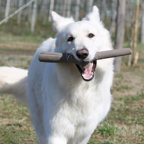 BAMA PET игрушка для собак палочка TUTTO MIO 37см, резиновая, цвета в ассортименте BAMA PET игрушка для собак палочка TUTTO MIO 37см, резиновая, цвета в ассортименте