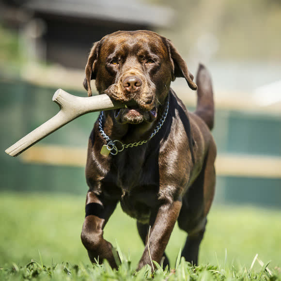 BAMA PET игрушка для собак палочка TUTTO MIO 37см, резиновая, цвета в ассортименте BAMA PET игрушка для собак палочка TUTTO MIO 37см, резиновая, цвета в ассортименте