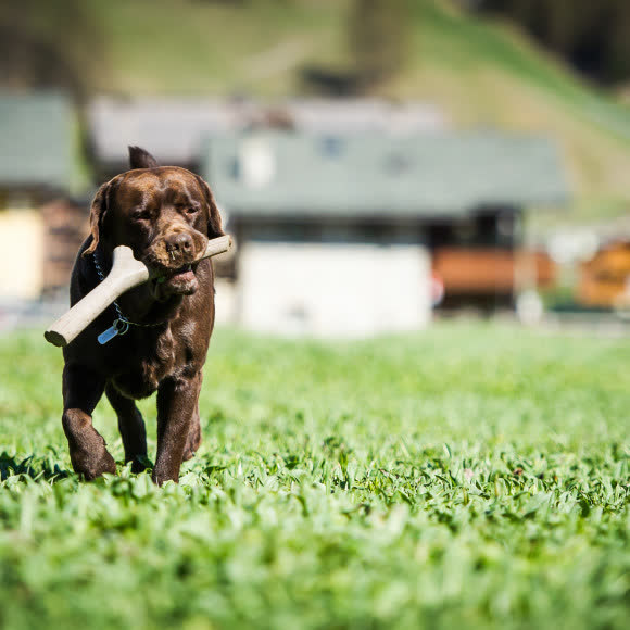 BAMA PET игрушка для собак палочка TUTTO MIO 37см, резиновая, цвета в ассортименте BAMA PET игрушка для собак палочка TUTTO MIO 37см, резиновая, цвета в ассортименте