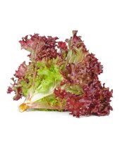 Салат Лоло-Россо, кг Салат Лоло-Россо, кг