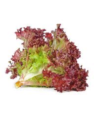 Салат Лоло-Россо, кг